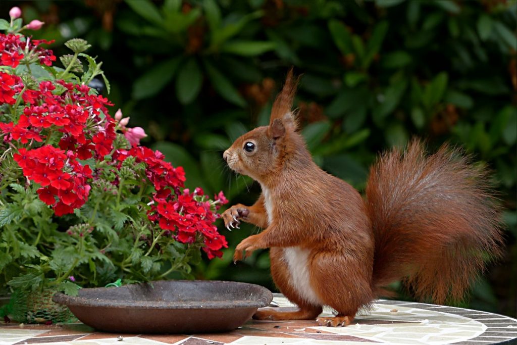squirrel in the garden